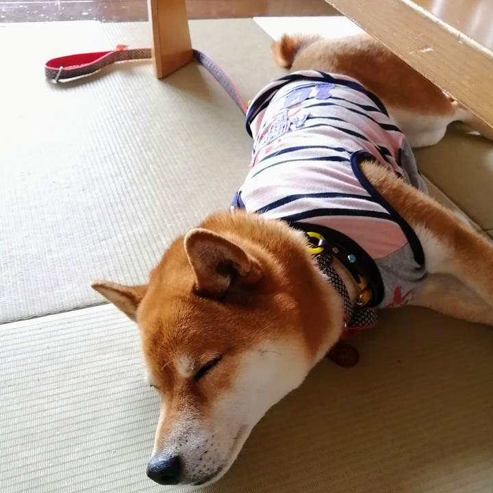 263d9955 f258 44ca b17b d609ed492c3a 1617007552527