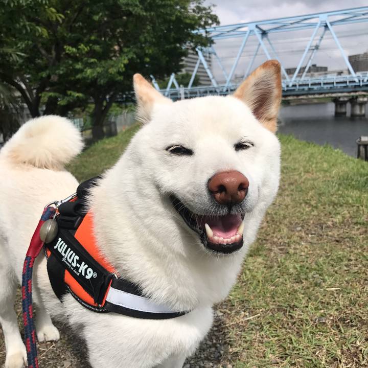 263e47ae 7053 4c51 a3d5 42e71d14e08e 1527119145142