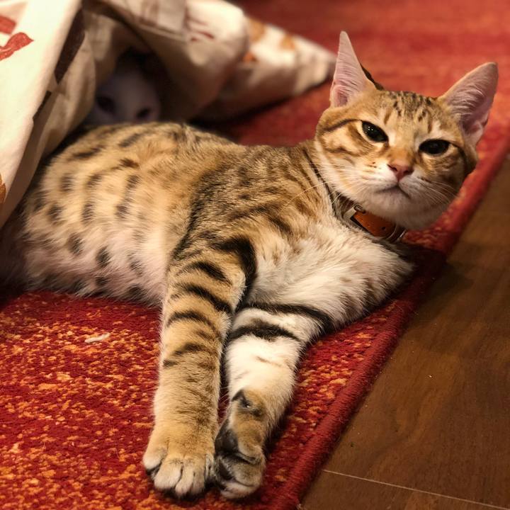 26409b76 3b6a 4154 aed5 5961052b8889 1546570347607