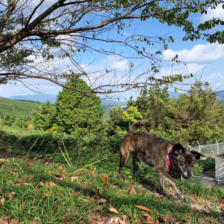 264488da 26a9 4c15 b7f5 398e0c449925 1572177799258