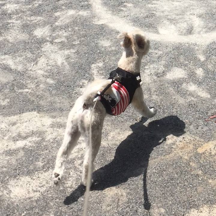 26485d2b e203 44da b71a 1e45f38cb074 1533639192507