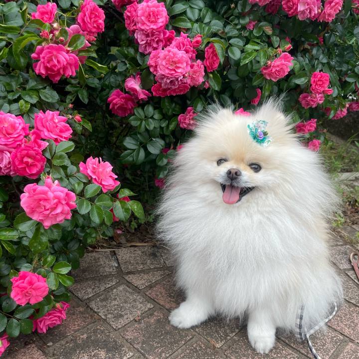 2648f4fa e294 45ee 9ef9 c17649137bf8 1747957984897