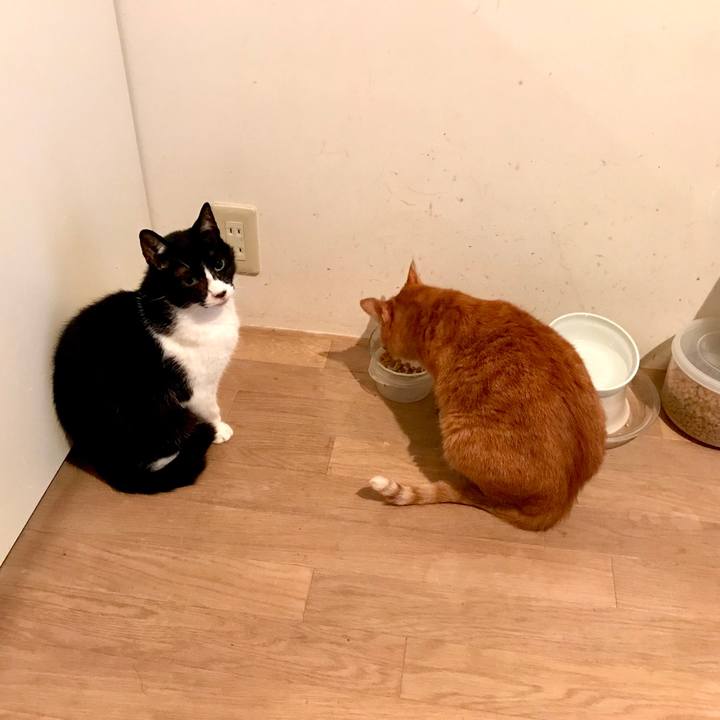 264a1718 c5dc 4990 829e 5aac40ab0917 1529052829321