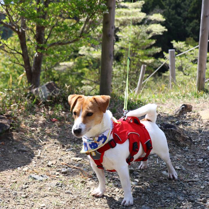 264b2550 204d 4135 b03b 7afc721b522f 1555832229912