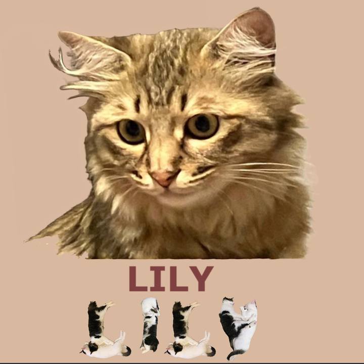 264b35c9 69c9 47a3 ac93 e9939daa34f7 1667778580052