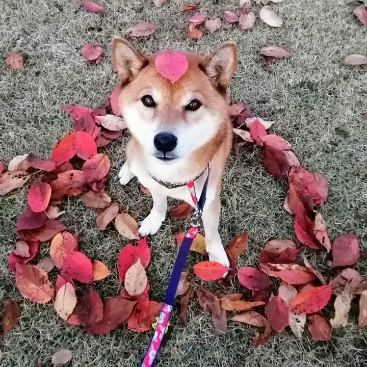 264b4a2e fb39 4f43 aca1 11ed1408376f 1605686834006