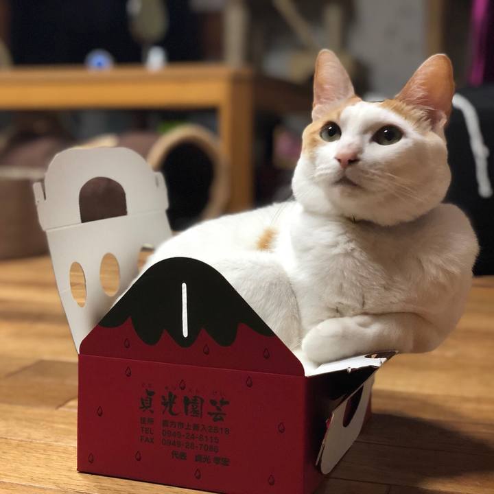 264e56d8 ca84 4a4a be4e c09d72e5225b 1523630045578