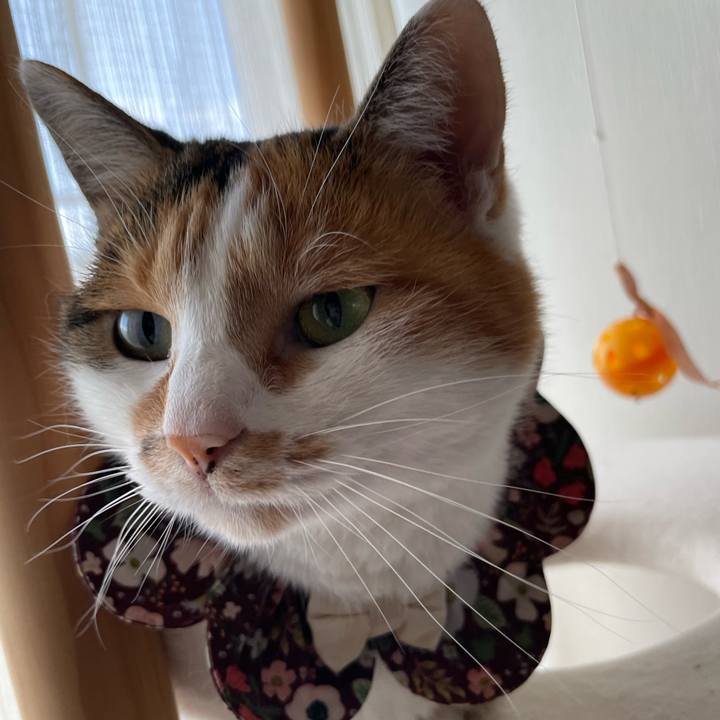 264fc6bd 8eda 4dda 9858 474bca45a046 1763177471557