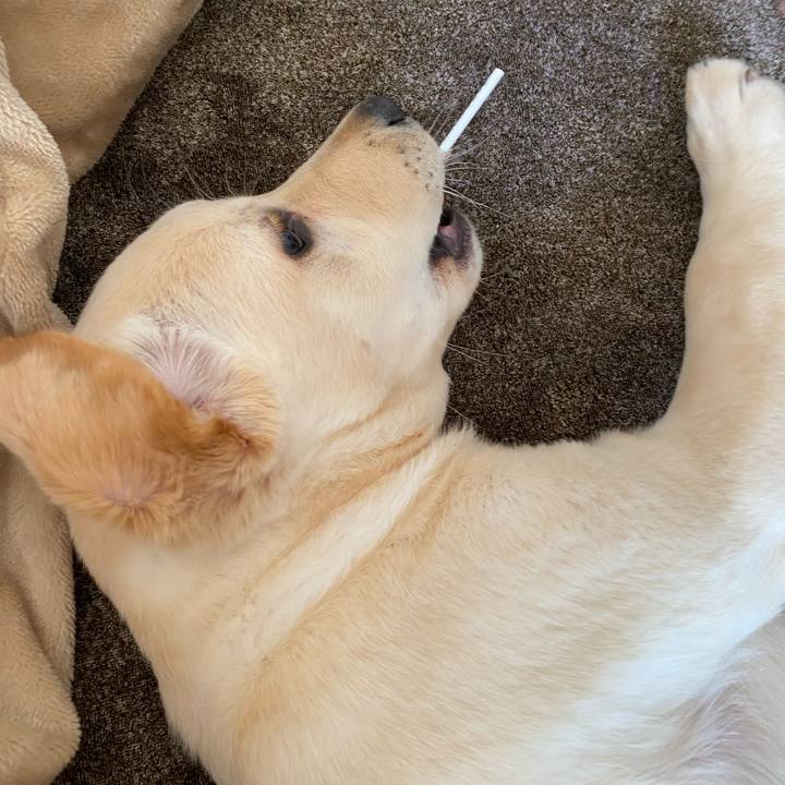 26517768 fe53 45bf 8241 0817d4ea7645 1612863178626