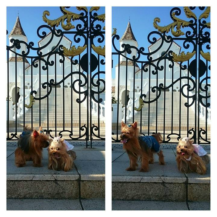 265215cf 4449 4985 94e7 992554ddb371 1507540475521