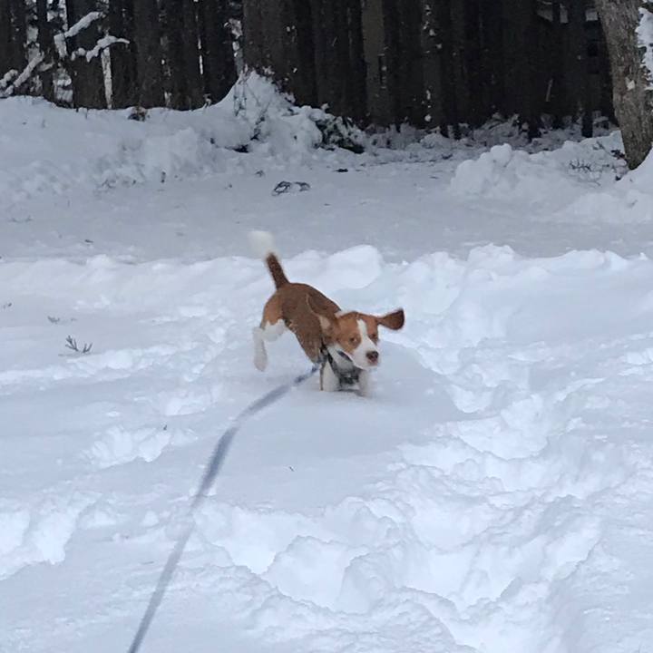 2654e115 7f13 4a0d bf81 b49443b93e05 1546121932788