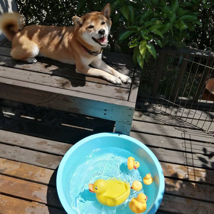 2655f97f 8ca5 4ad0 9b61 9958ced8fd51 1597978692445