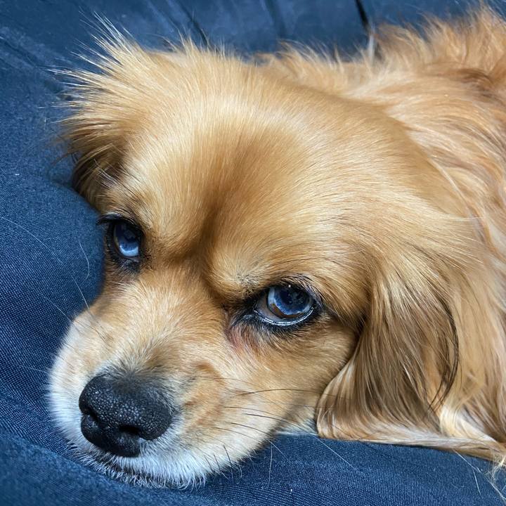 26565c06 2135 41cb b3b5 482222bfaad9 1587256524825