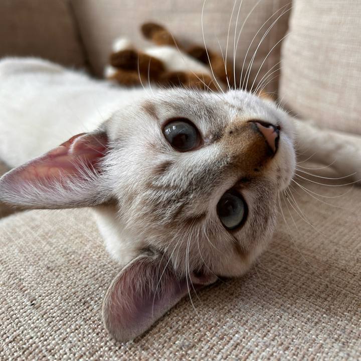 265a8b0a 5a81 488e b1e8 ea07c351bee0 1729923533337