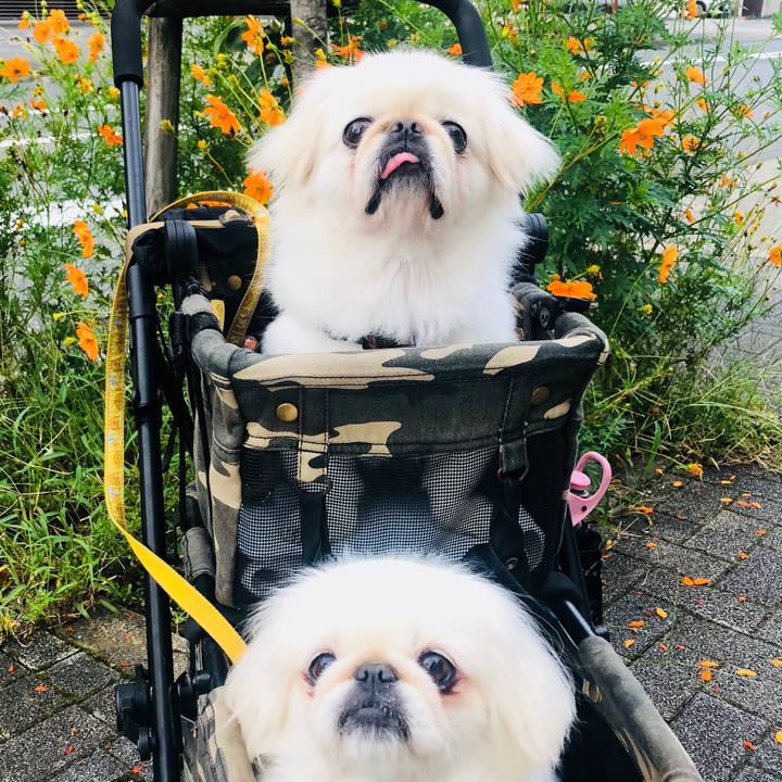 26603546 29ca 4761 a92d 0c08756a1c0f 1600638543065