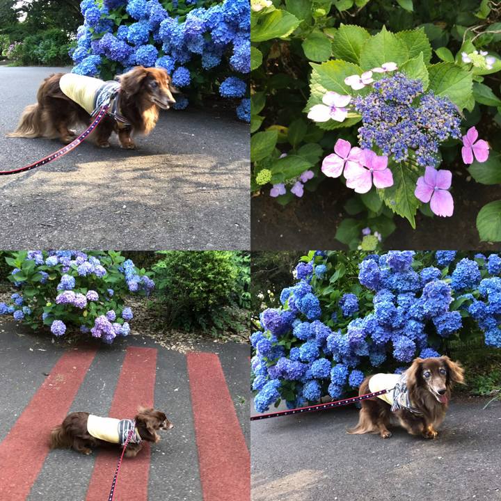 2662eb68 2438 4489 ac9c d5aaa91f2814 1560901683139