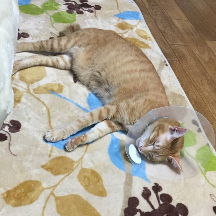 266515d9 f027 44cd 97c5 e93b9c0eca97 1508605498075