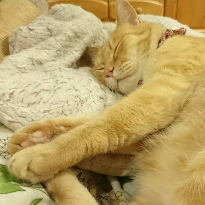 2665836c 74f4 4999 bcf5 3f5cccba8a38 1527954745588