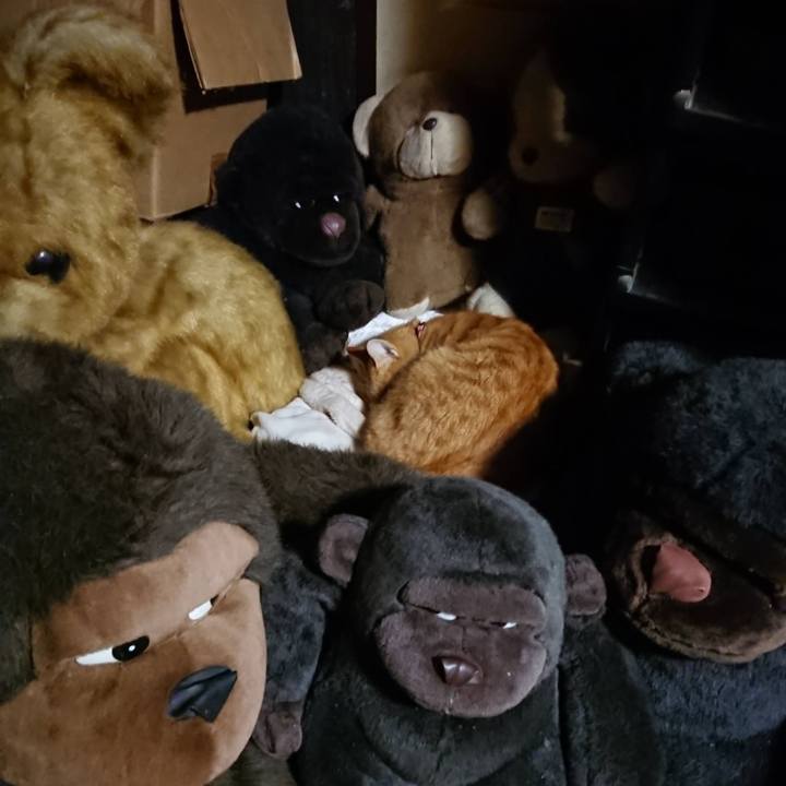 266620b9 cc33 4583 a239 cf605955d963 1604921395215