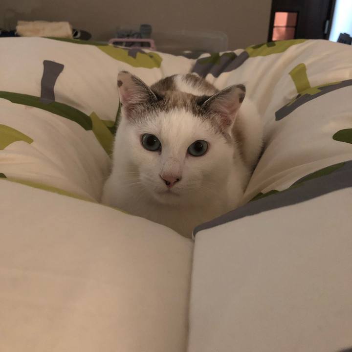 2668cfbb 422f 4dde b65a 248db77b5bfb 1556163146257