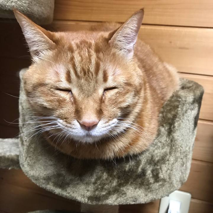 266ad8fc 396a 4e27 9558 bd14f73eaf66 1549370707286