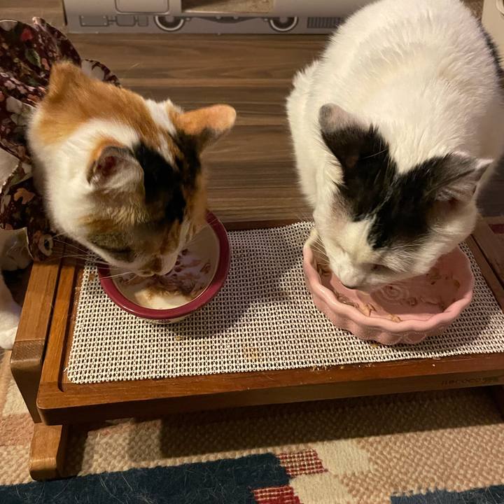 266b67e9 ffe4 4d03 8556 f678bf54d379 1748006589498