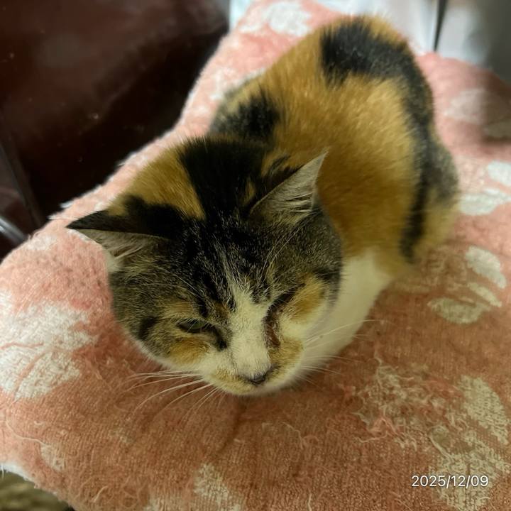 266e23ce f8fb 4dee ac8d 0b3f3ee24844 1765231781743