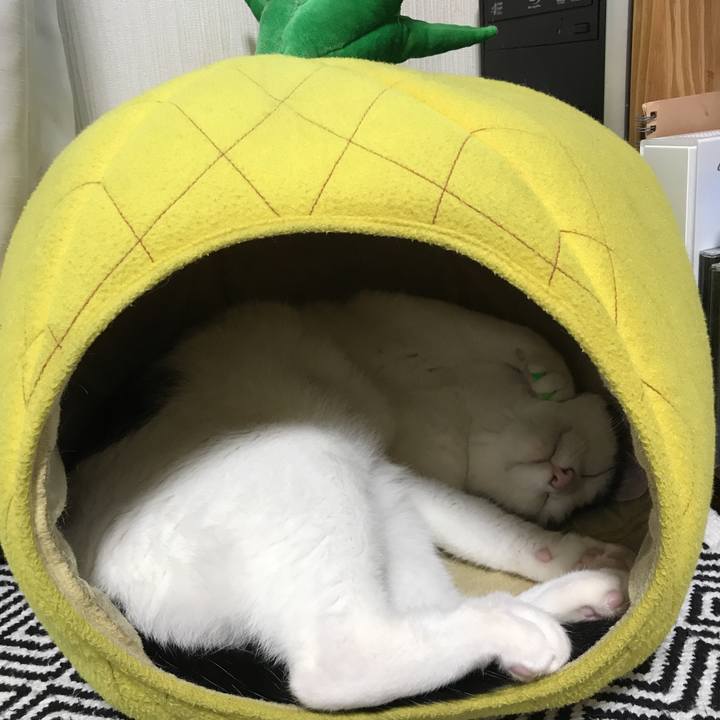 26703275 69db 443e b5c1 cab284075801 1543995248427