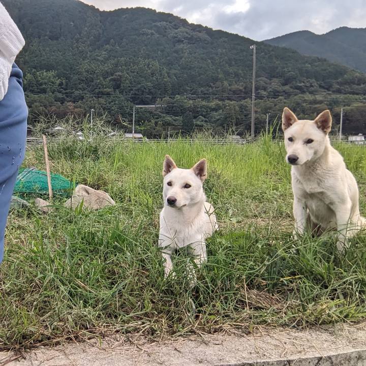 2676a610 74a6 4f37 a9ca c2dd2f6614ac 1761883359492