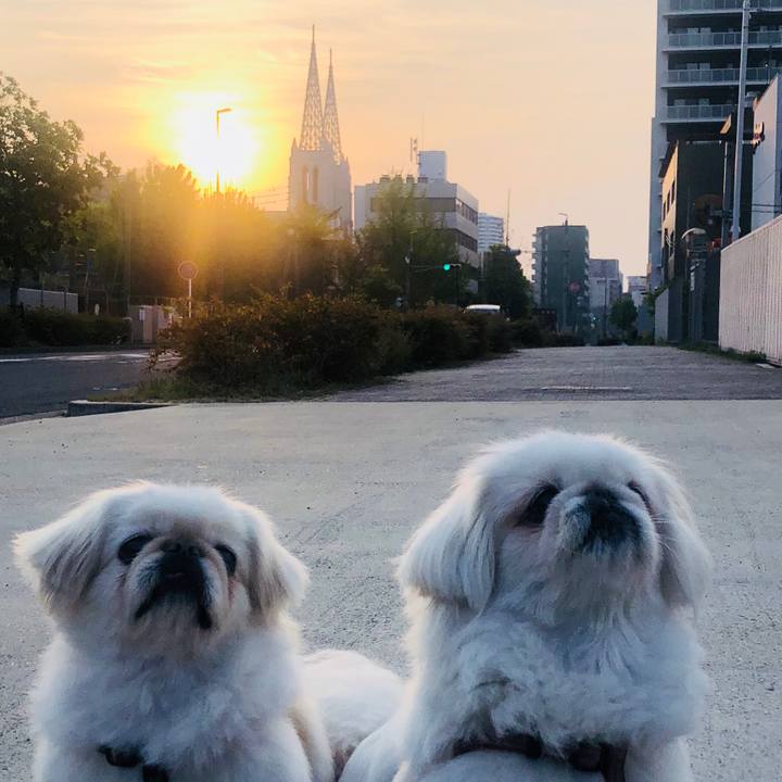 2676f88c 9374 4892 99ec fddda52c5cb6 1587936932961