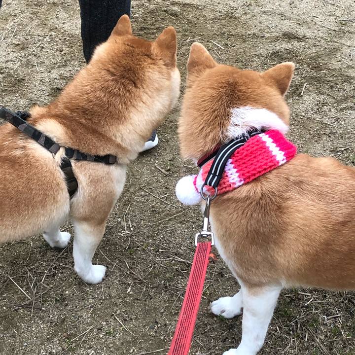 26794a15 0c0c 4207 91ac a2003c9b46c4 1583625835450