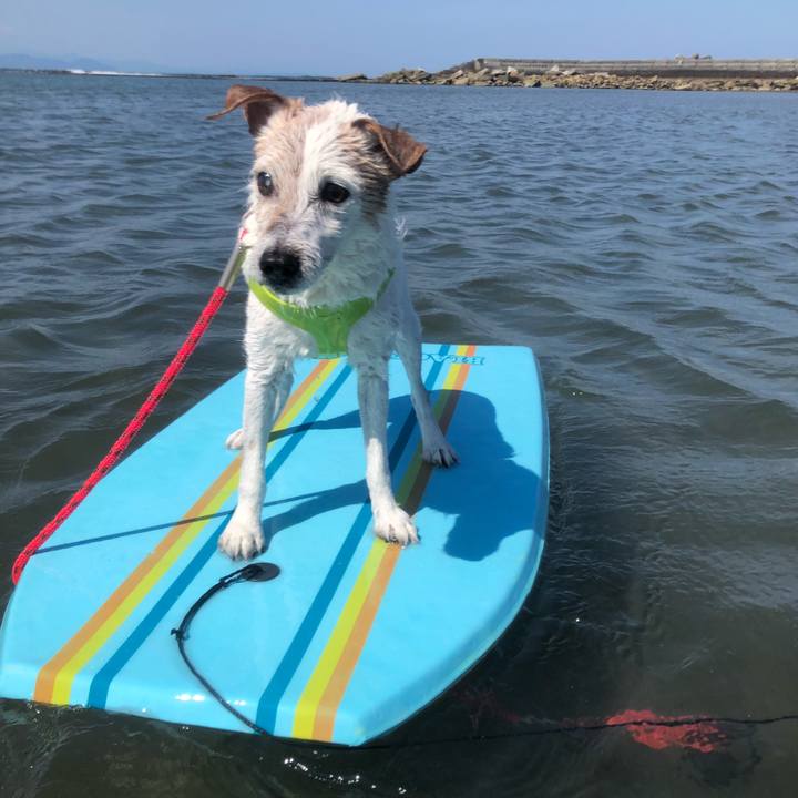 267a6808 394d 4ee2 b830 e79dc71e508b 1528013778876