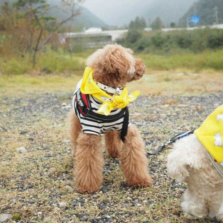 267ad86e 223a 4254 94de e5f3717d5e02 1508857147308