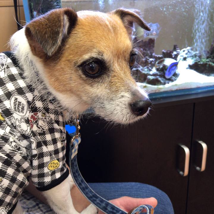 267f27fd b6f7 40cf a976 46dfaac4fa42 1561165616715