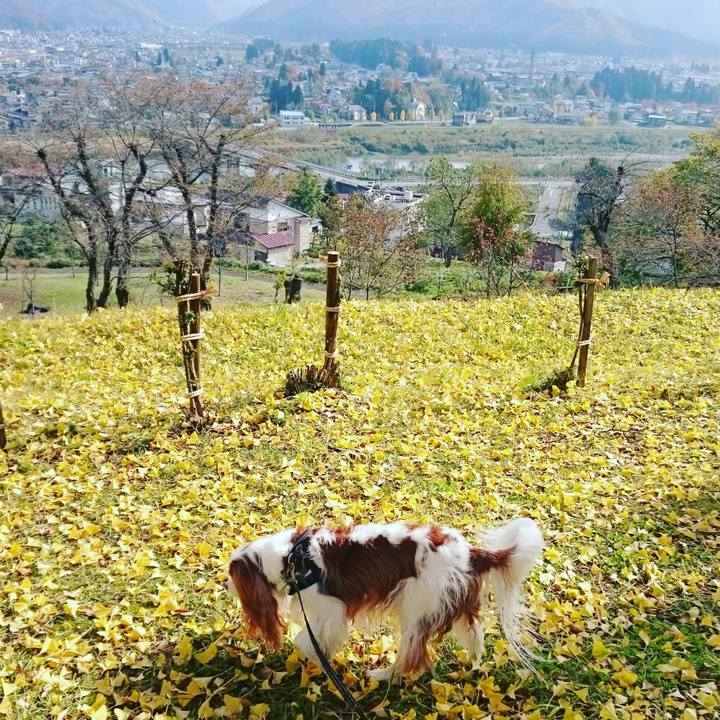 26813502 468b 44bc 8022 36fc52cf5c24 1541558132189