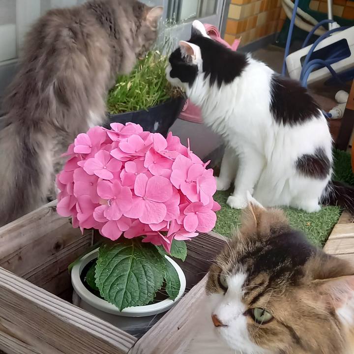 26825e11 247f 428d a925 e8972bc9a483 1623399647492