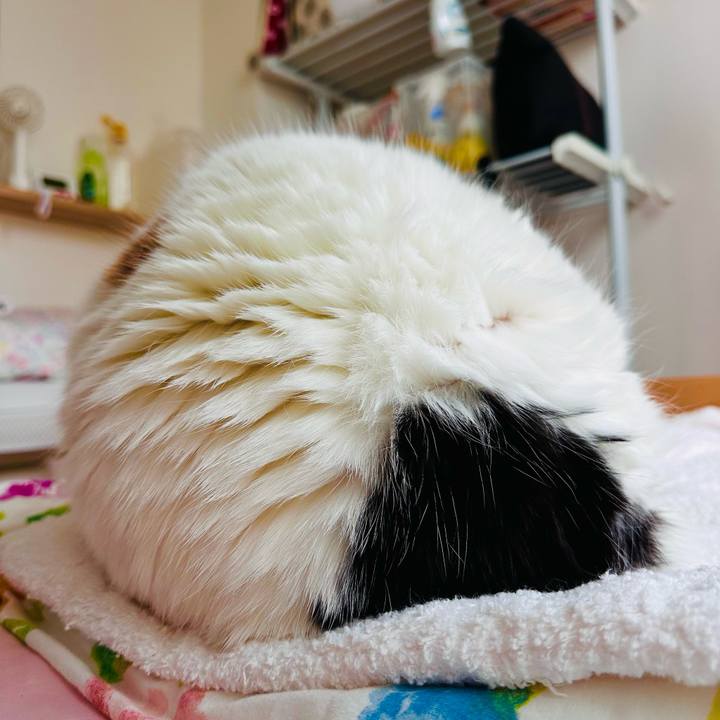 268986ff 058b 4023 af82 dcdbb2e299bd 1696920988025