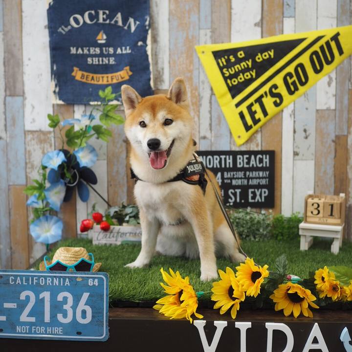 26898b33 99a0 4039 83b8 74efb32355aa 1533117265368