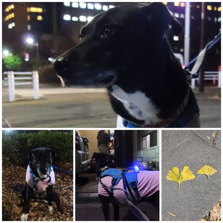 268a118a be99 430e a245 e2ce57bf879f 1703070295563