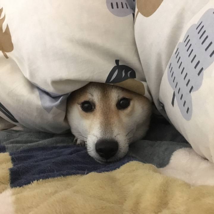 268c52ef 3f04 4d75 8a87 db662ccb07d2 1546185188481