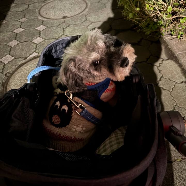 268e730b dc05 4f49 aa25 e0b114f614d6 1765813025563