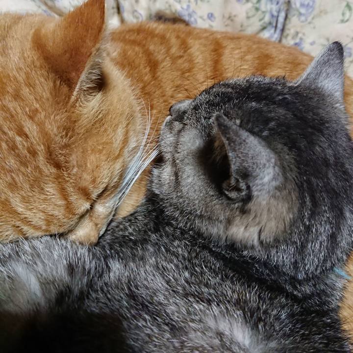 268f472d 1936 4fa1 8e40 5b65ca4be73c 1575722142020