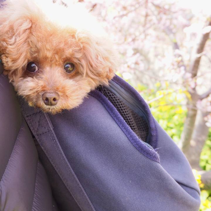 26925411 5a9f 4c0b a8a9 38e2dbd89126 1519516348796