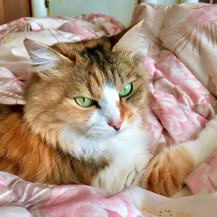 26932dd1 71c1 4774 a99c a1d62a3e56ba 1587452937692