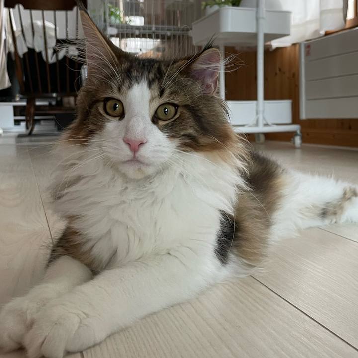 2694f0dc 931d 4706 9816 4747259f238c 1636860102081