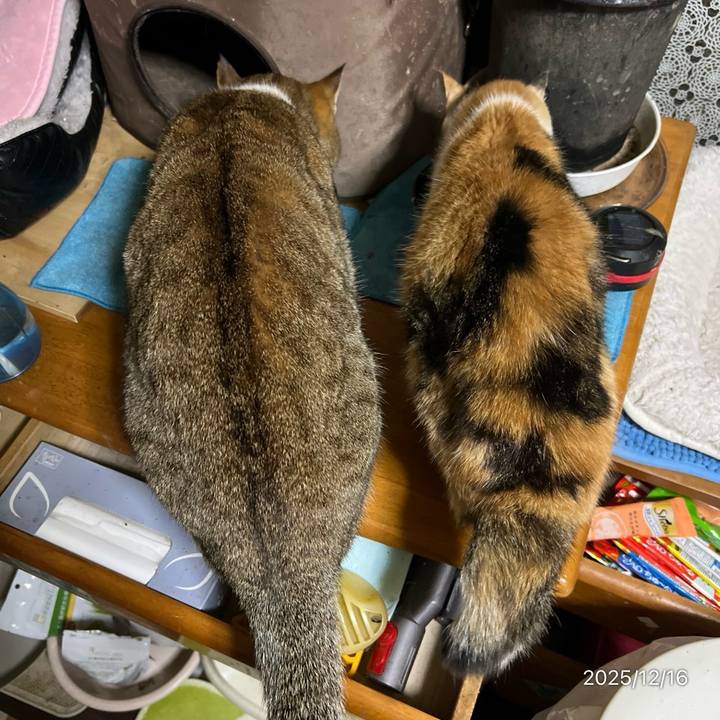 2696caf0 4bb6 4cb9 8eed 0d7d85fdee47 1765836142666