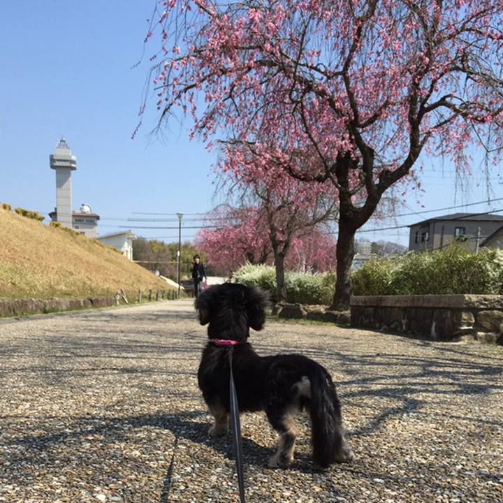 26986c37 969d 4d29 a44f e4543798d63b 1585908215413