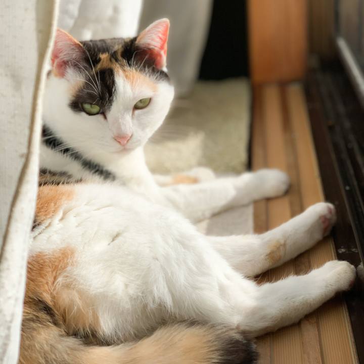 26a06c9f 1779 4b27 888c ada330a687e6 1576461472658