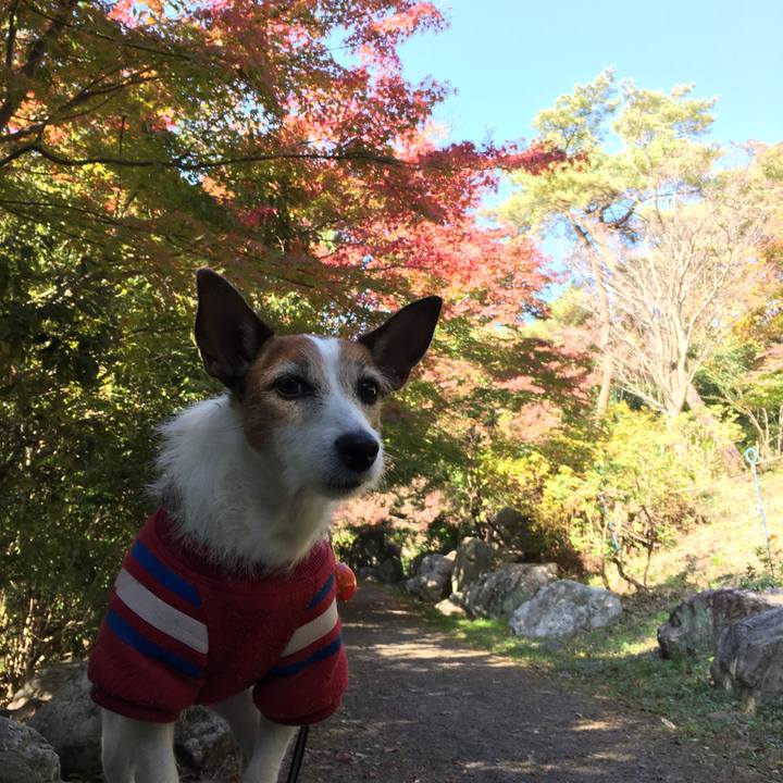 26a0f372 6e37 4113 8c62 3000ba414f6f 1605405033376