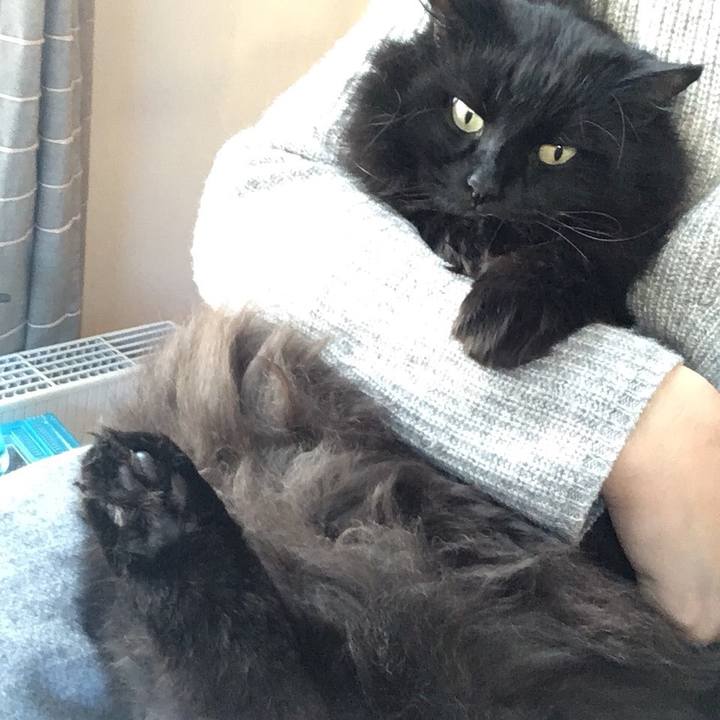 26a339fd ba72 4f4a a47a e5fefc9a139d 1543226234667